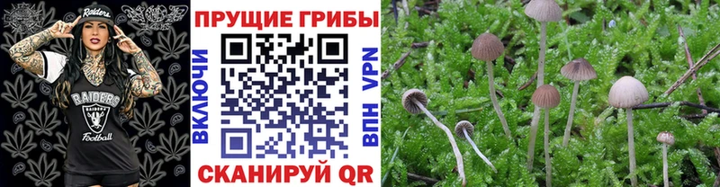 Псилоцибиновые грибы MAGIC MUSHROOMS  магазин  наркотиков  OMG зеркало  Рассказово 
